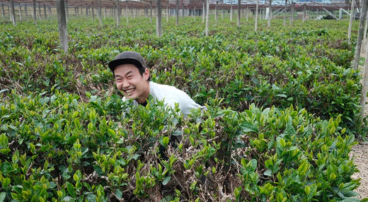 Uji: 山本 甚太郎 - Jintaro Yamamoto - The Prince of Matcha Tea